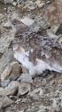 小蓮華山の雌雷鳥3