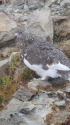 小蓮華山の雄雷鳥
