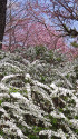 雪柳