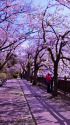 石神井川遊歩道～2022年春