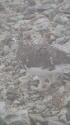 小蓮華山の雌雷鳥4