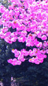 八重桜
