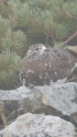 小蓮華山の雌雷鳥5