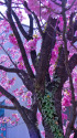 八重桜・2