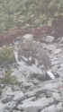 小蓮華山の雄雷鳥