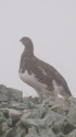 小蓮華山の雌雷鳥7