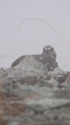 小蓮華山のチビ雷鳥2