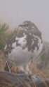 小蓮華山のチビ雷鳥3