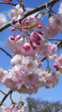 八重紅しだれ桜