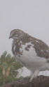 小蓮華山のチビ雷鳥4