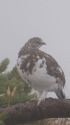 小蓮華山のチビ雷鳥6