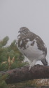 小蓮華山のチビ雷鳥7