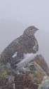 小蓮華山のママ雷鳥