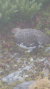 小蓮華山の雄雷鳥