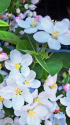 ヒメリンゴの花？2