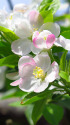 りんごの花