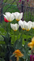 チューリップ