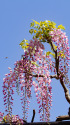 ピンク色の藤の花