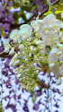 藤の花