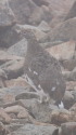 小蓮華山の雄雷鳥