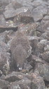 小蓮華山の雄雷鳥