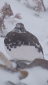 常念岳の雄雷鳥2