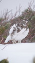 爺ヶ岳のチビ雷鳥