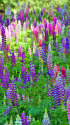 ルピナスのお花畑・2