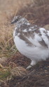 爺ヶ岳のチビ雷鳥5