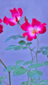 薔薇(カクテル)・2