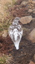爺ヶ岳のチビ雷鳥6