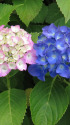 紫陽花