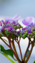 紫陽花