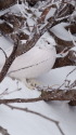 燕岳の雌雷鳥4