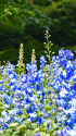 青の花畑～デルフィニウム～・2