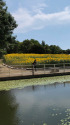 ひまわりの公園