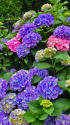 飛鳥山の紫陽花・1