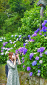 飛鳥山の紫陽花・2