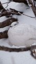 燕岳の雌雷鳥8
