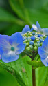 飛鳥山の紫陽花・5