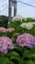 紫陽花