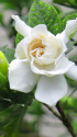 くちなしの花