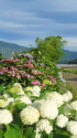 紫陽花散歩道