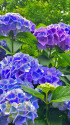 飛鳥山の紫陽花・14