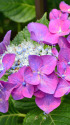 紫陽花～2022～2