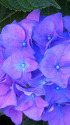 紫陽花～2022～4