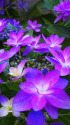 紫陽花～2022～5