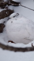 燕岳の雌雷鳥18