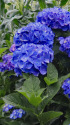 紫陽花