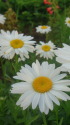 フランス菊